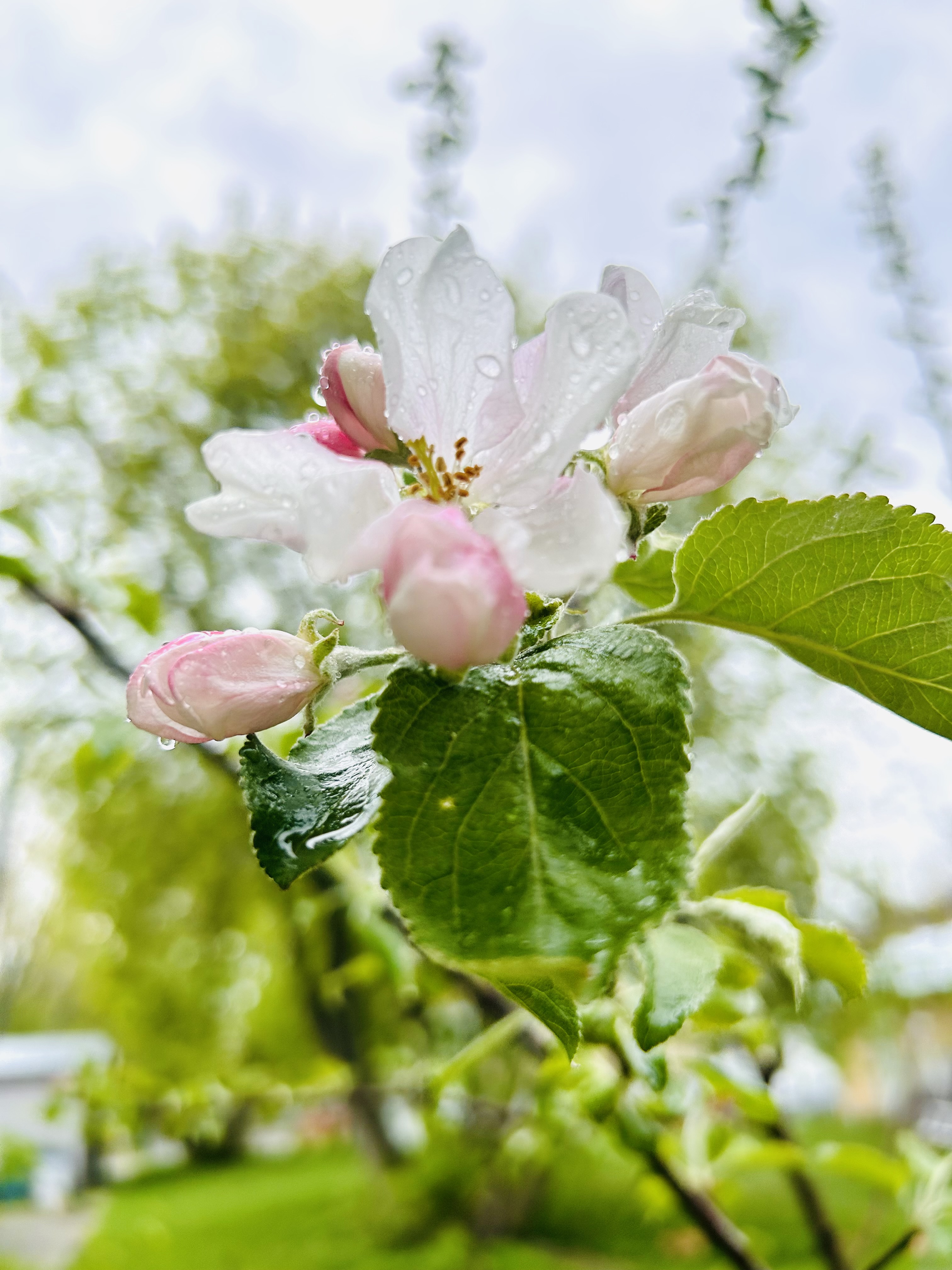 The first apple blossoms from this tree.